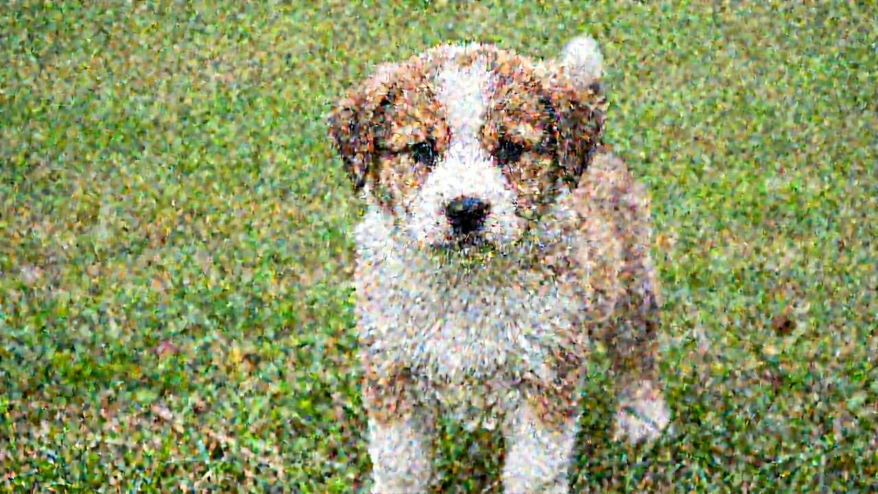 Decoded Z-Image-Turbo latent after seven of nine denoising steps, showing a recognizable puppy